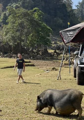Călător la un cort de plafon întâlnind un porc local în timp ce campează sălbatic în Vietnam